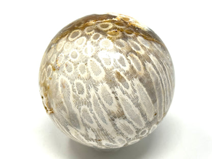Fossil Coral Sphere 6.9cm