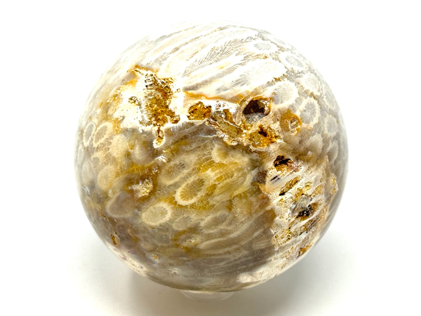 Fossil Coral Sphere 6.9cm