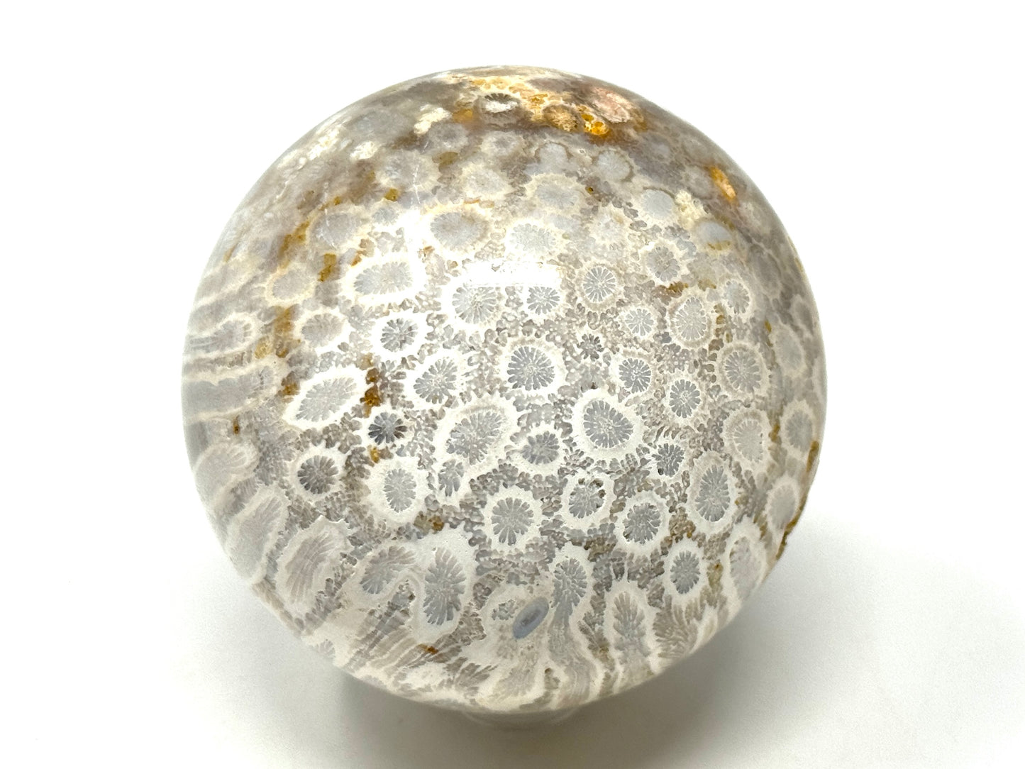Fossil Coral Sphere 6.9cm