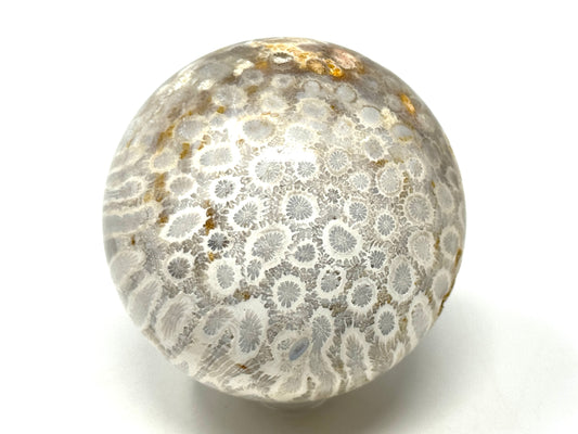 Fossil Coral Sphere 6.9cm