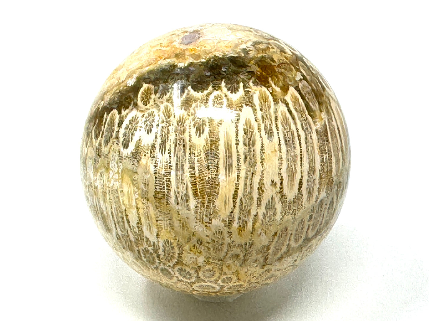 Fossil Coral Sphere 6.3cm