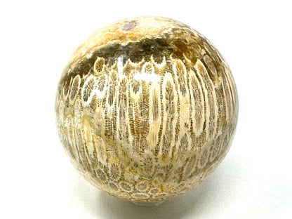 Fossil Coral Sphere 6.3cm