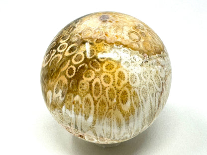 Fossil Coral Sphere 6.3cm