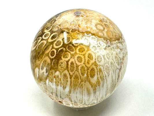 Fossil Coral Sphere 6.3cm