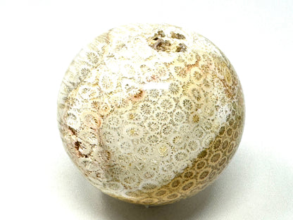 Fossil Coral Sphere 6.3cm