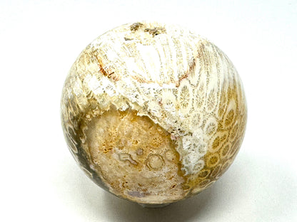Fossil Coral Sphere 6.3cm