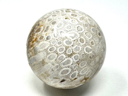 Fossil Coral Sphere 6.7cm