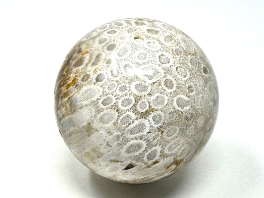 Fossil Coral Sphere 6.7cm