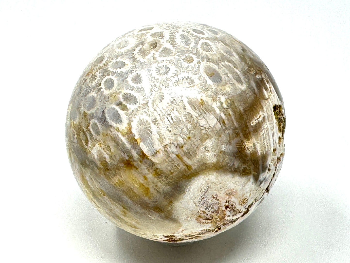 Fossil Coral Sphere 6.7cm