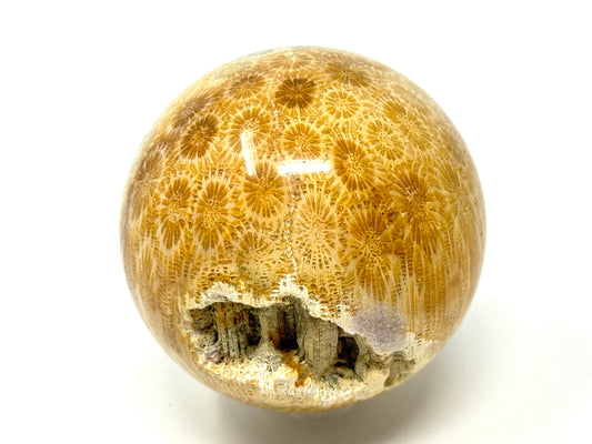 Fossil Coral Sphere 6.7cm