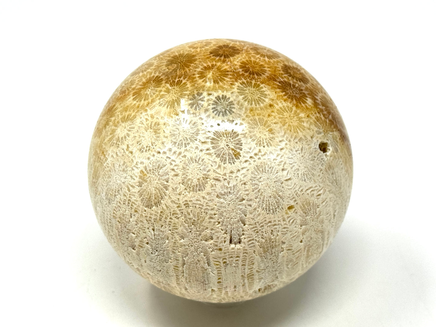 Fossil Coral Sphere 6.7cm