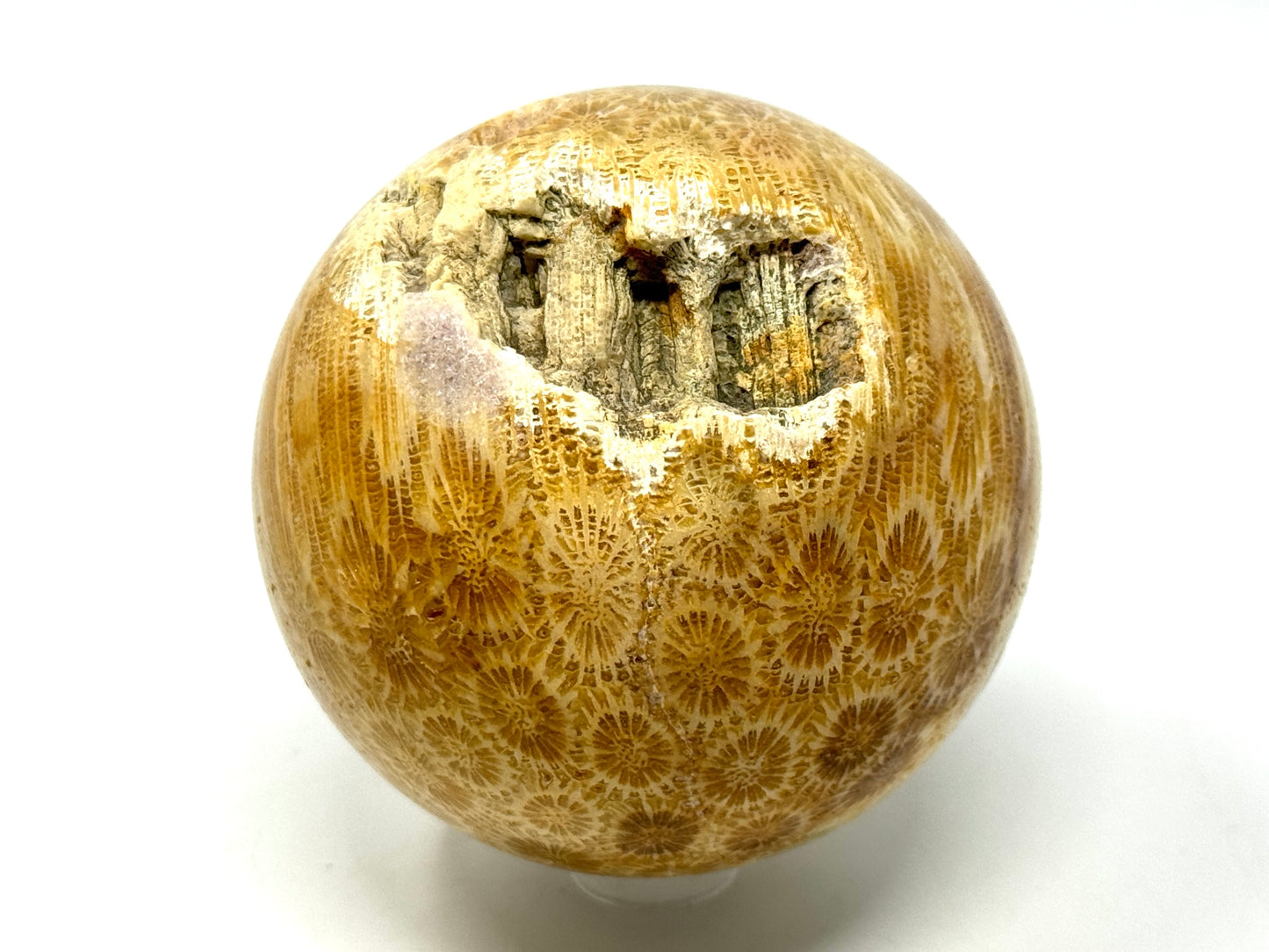 Fossil Coral Sphere 6.7cm