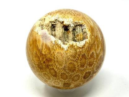 Fossil Coral Sphere 6.7cm