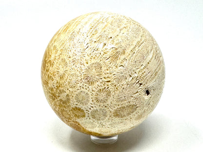 Fossil Coral Sphere 6.7cm