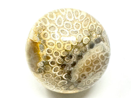 Fossil Coral Sphere 6.2cm