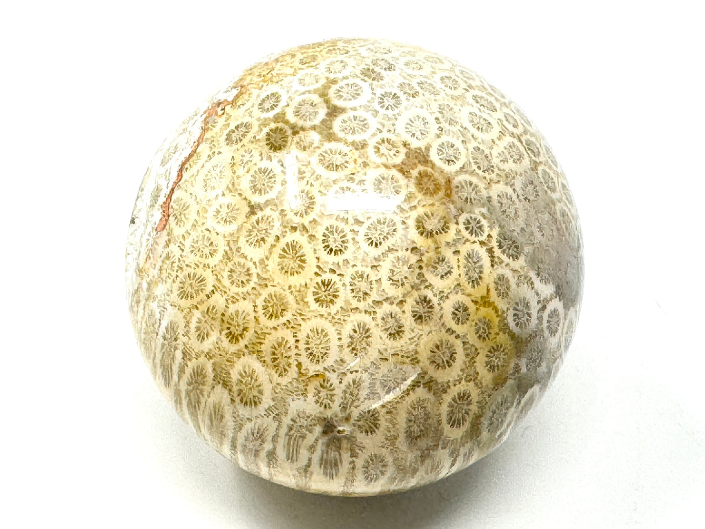 Fossil Coral Sphere 6.2cm