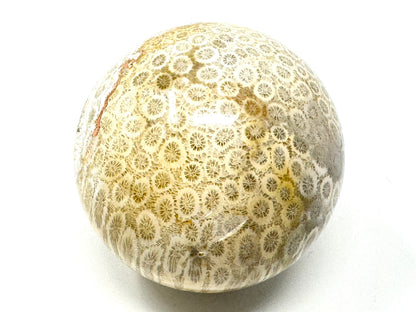 Fossil Coral Sphere 6.2cm