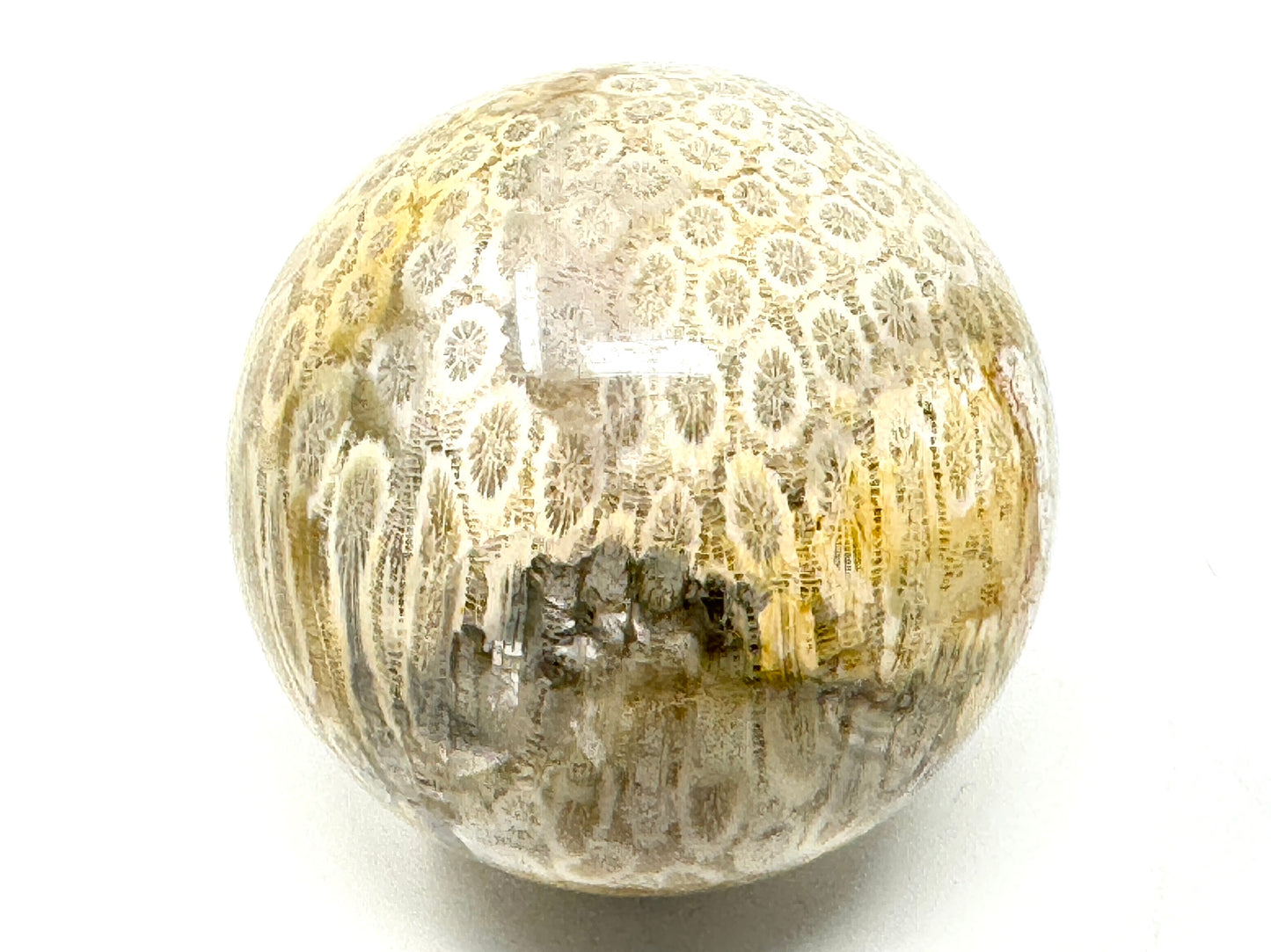 Fossil Coral Sphere 6.2cm