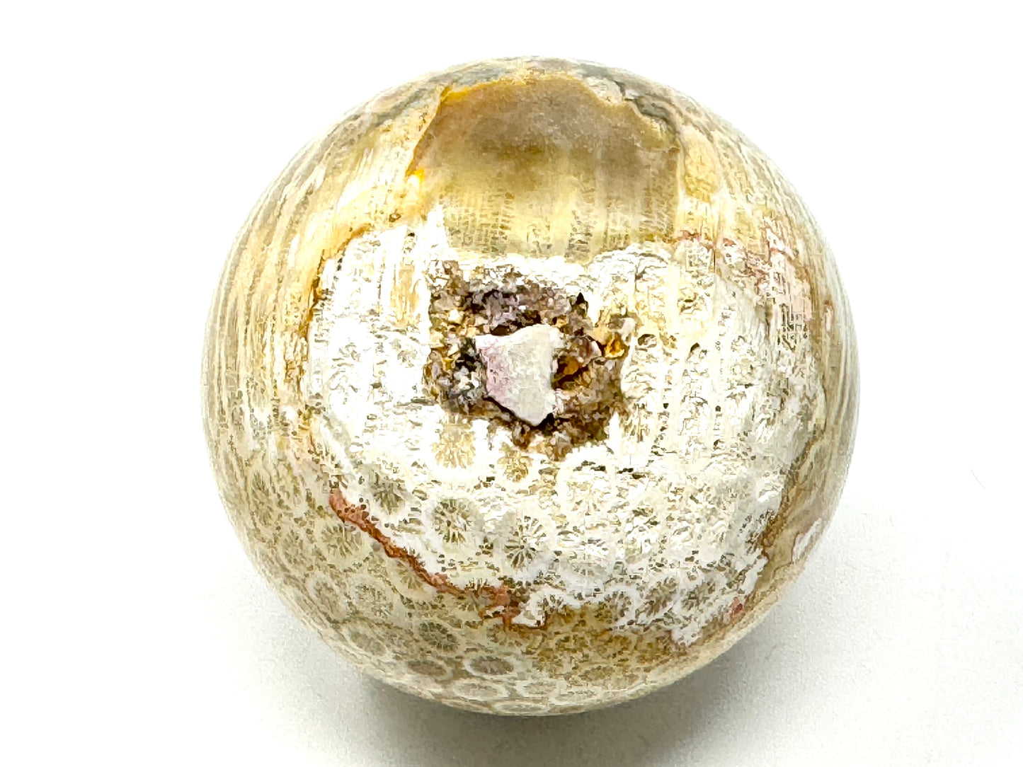Fossil Coral Sphere 6.2cm