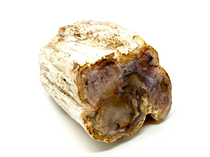 Fossilised Wood Branch End 7.9cm