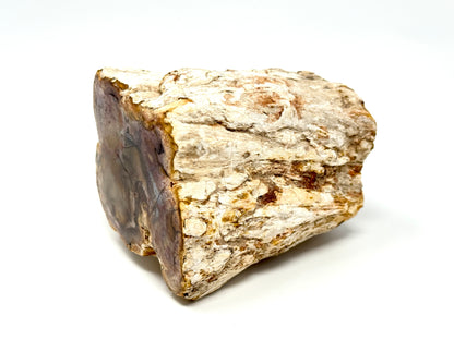 Fossilised Wood Branch End 7.9cm