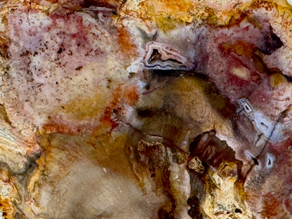 Fossilised Wood Branch End 7.9cm