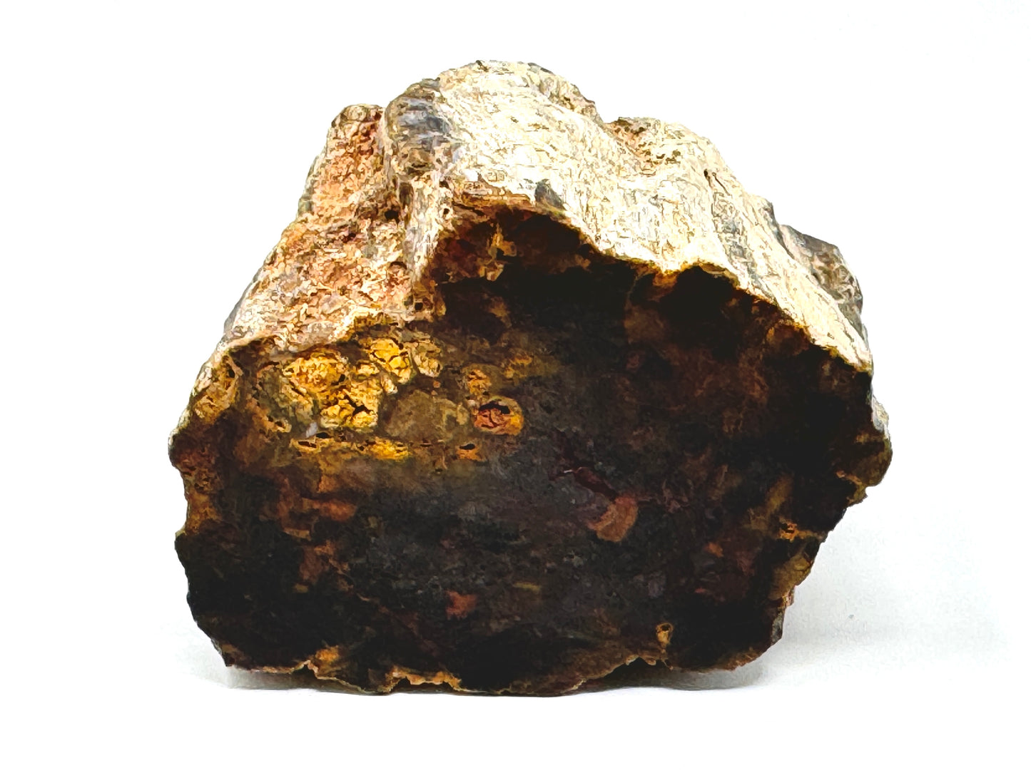 Fossilised Wood Branch End 8.5cm