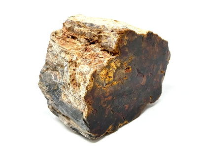 Fossilised Wood Branch End 8.5cm