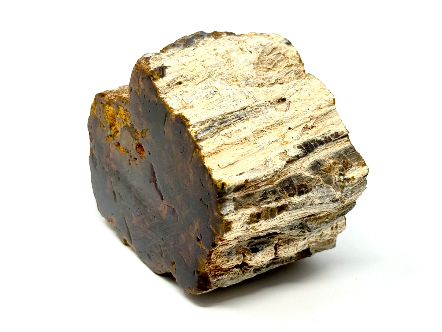 Fossilised Wood Branch End 8.5cm