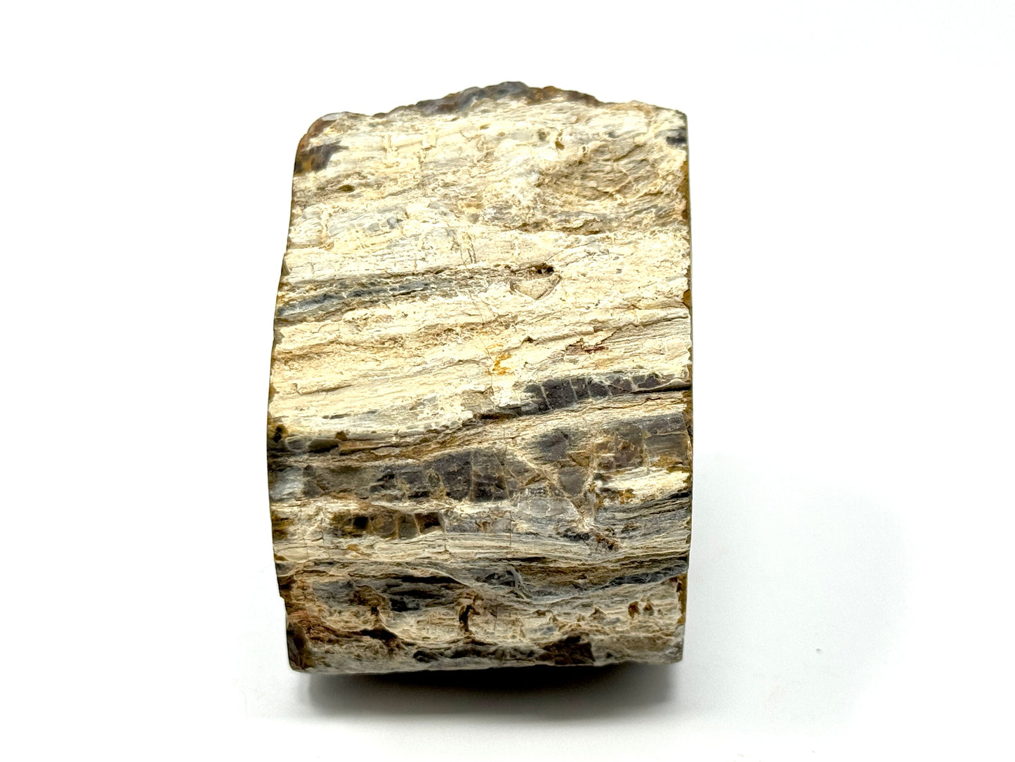 Fossilised Wood Branch End 8.5cm