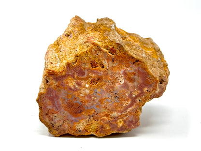 Fossilised Wood Branch End 9.1cm