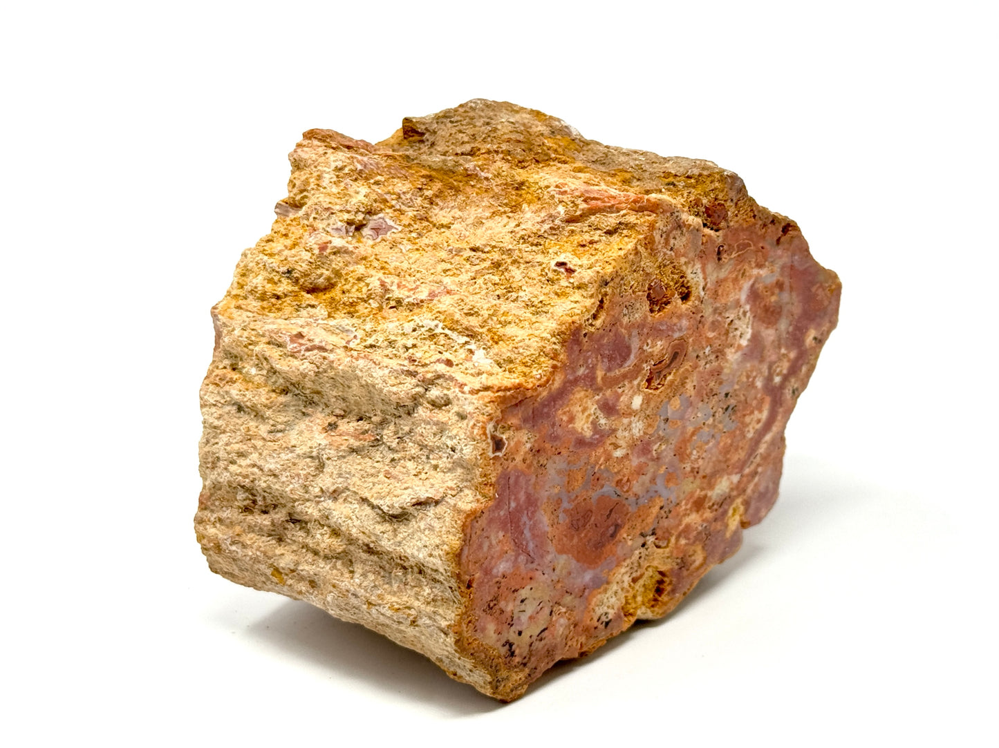 Fossilised Wood Branch End 9.1cm