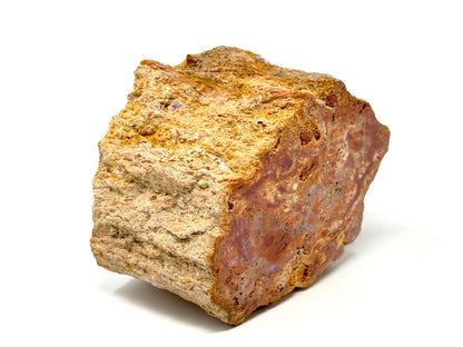 Fossilised Wood Branch End 9.1cm