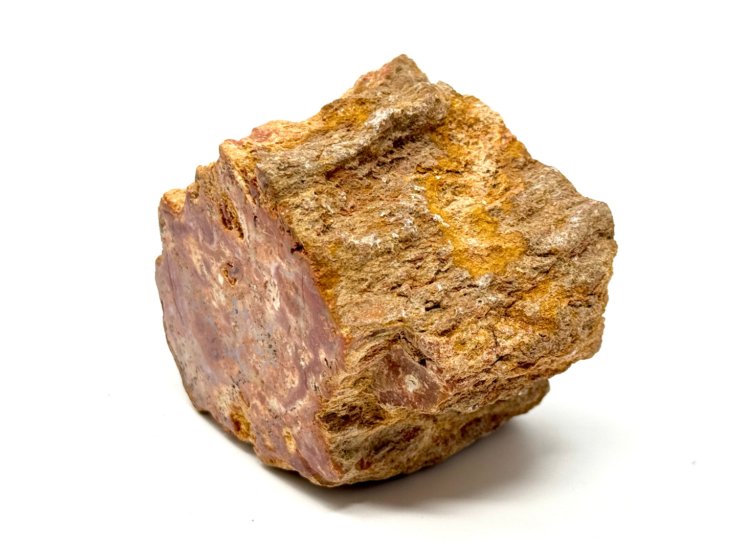 Fossilised Wood Branch End 9.1cm