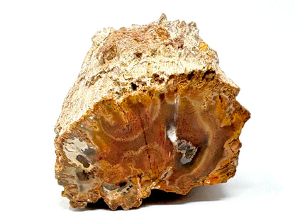 Large Fossilised Wood Branch End 13.6cm