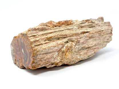 Large Fossilised Wood Branch End 13.6cm