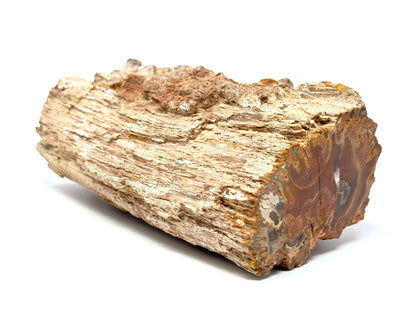 Large Fossilised Wood Branch End 13.6cm