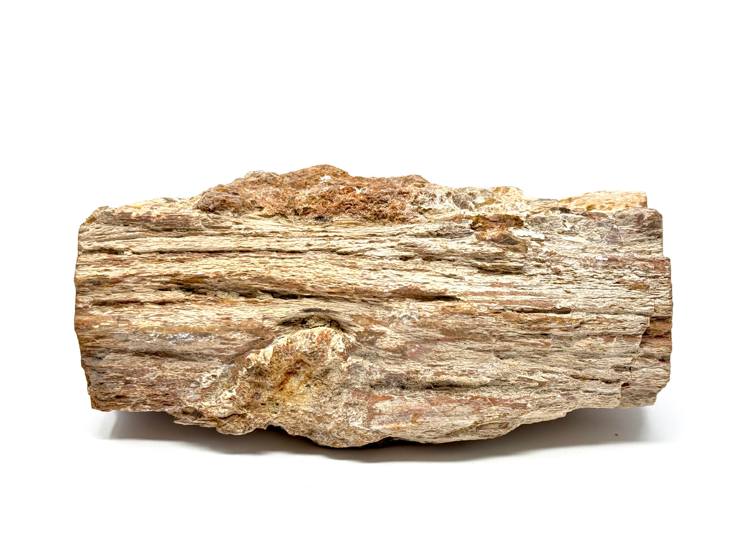 Large Fossilised Wood Branch End 13.6cm