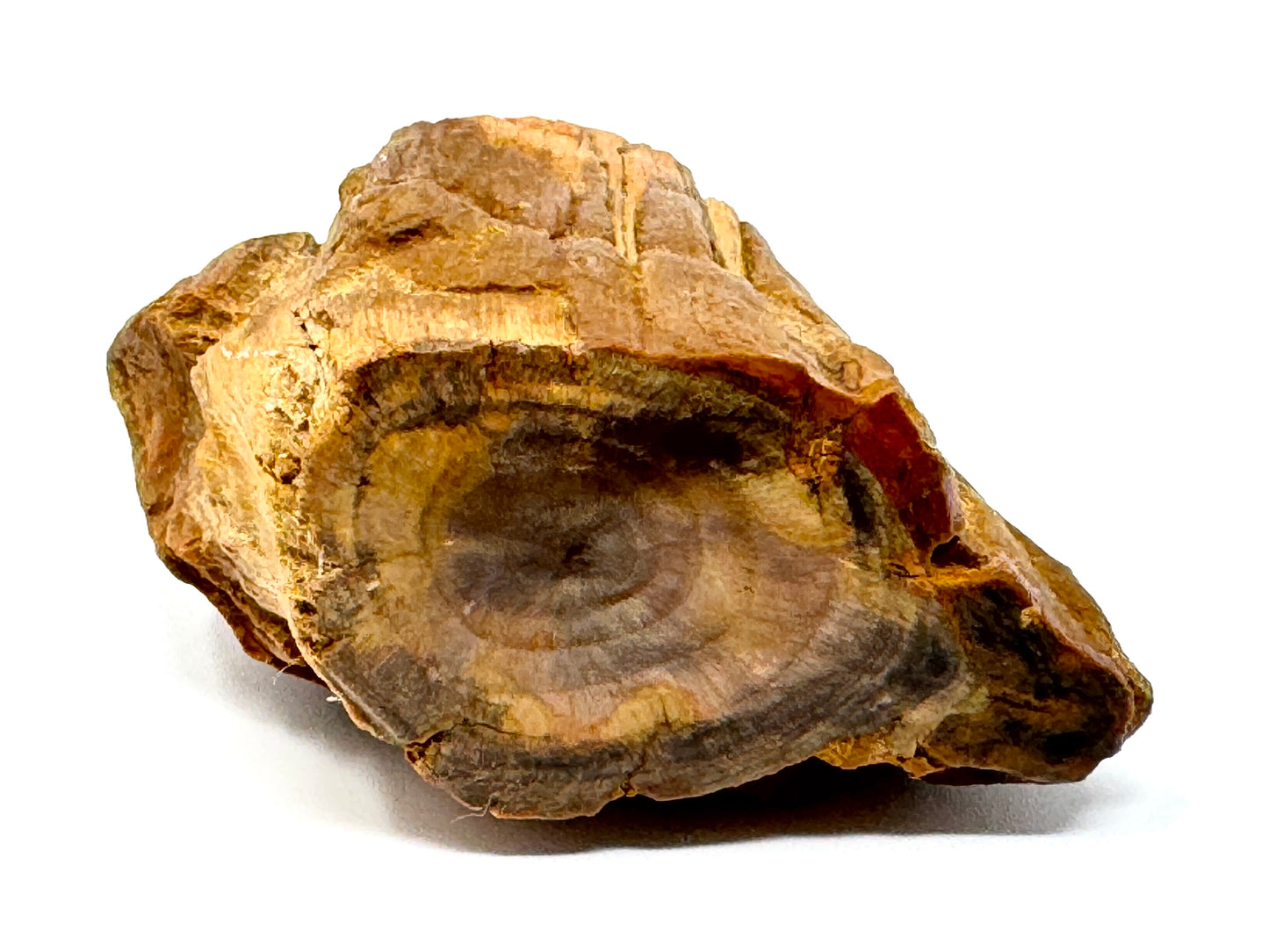 Fossilised Wood Branch End 5.5cm