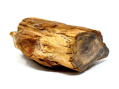Fossilised Wood Branch End 5.5cm