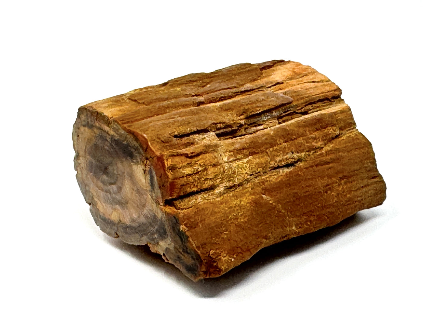 Fossilised Wood Branch End 5.5cm