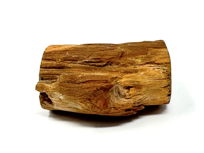 Fossilised Wood Branch End 5.5cm