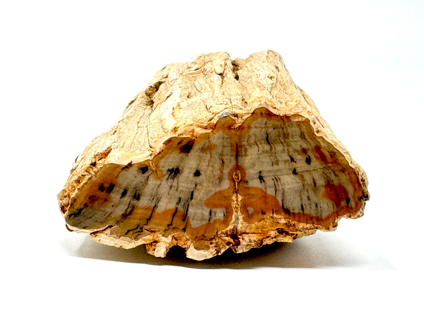 Fossilised Wood Branch End 7.5cm