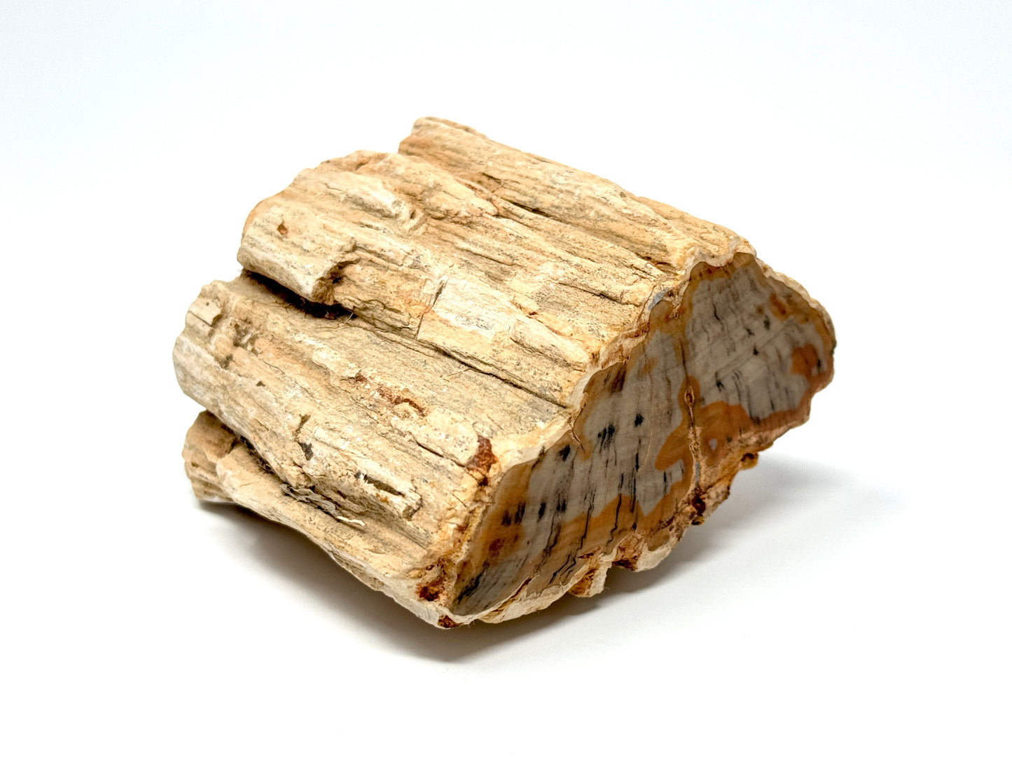 Fossilised Wood Branch End 7.5cm