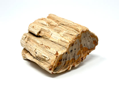 Fossilised Wood Branch End 7.5cm