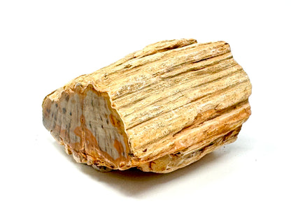 Fossilised Wood Branch End 7.5cm