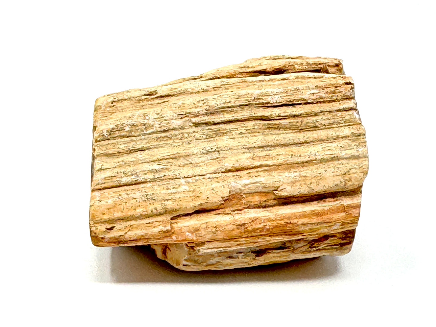 Fossilised Wood Branch End 7.5cm