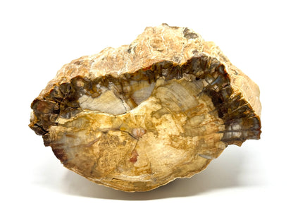 Fossilised Wood Branch End 10.6cm