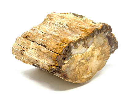 Fossilised Wood Branch End 10.6cm