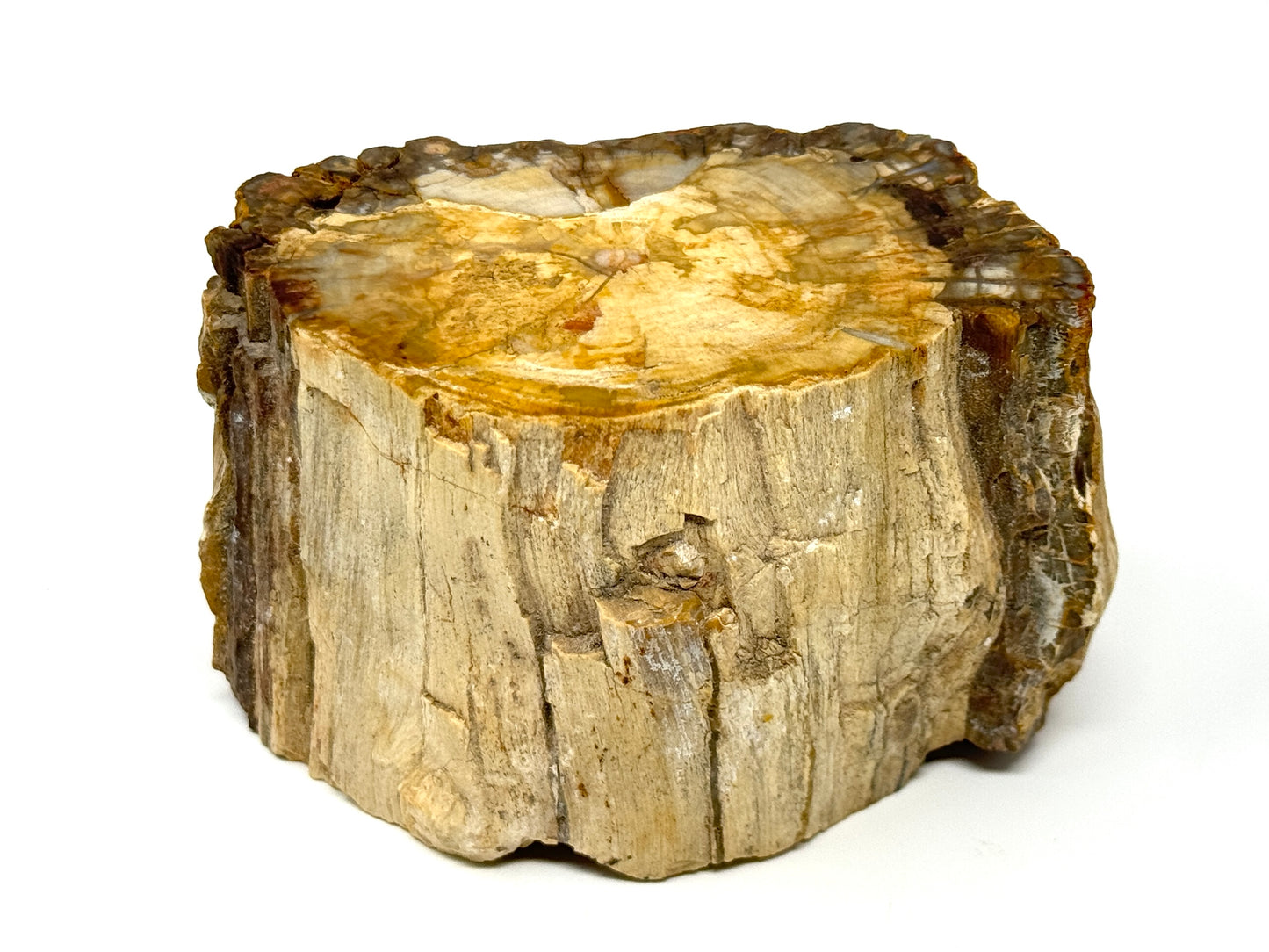 Fossilised Wood Branch End 10.6cm